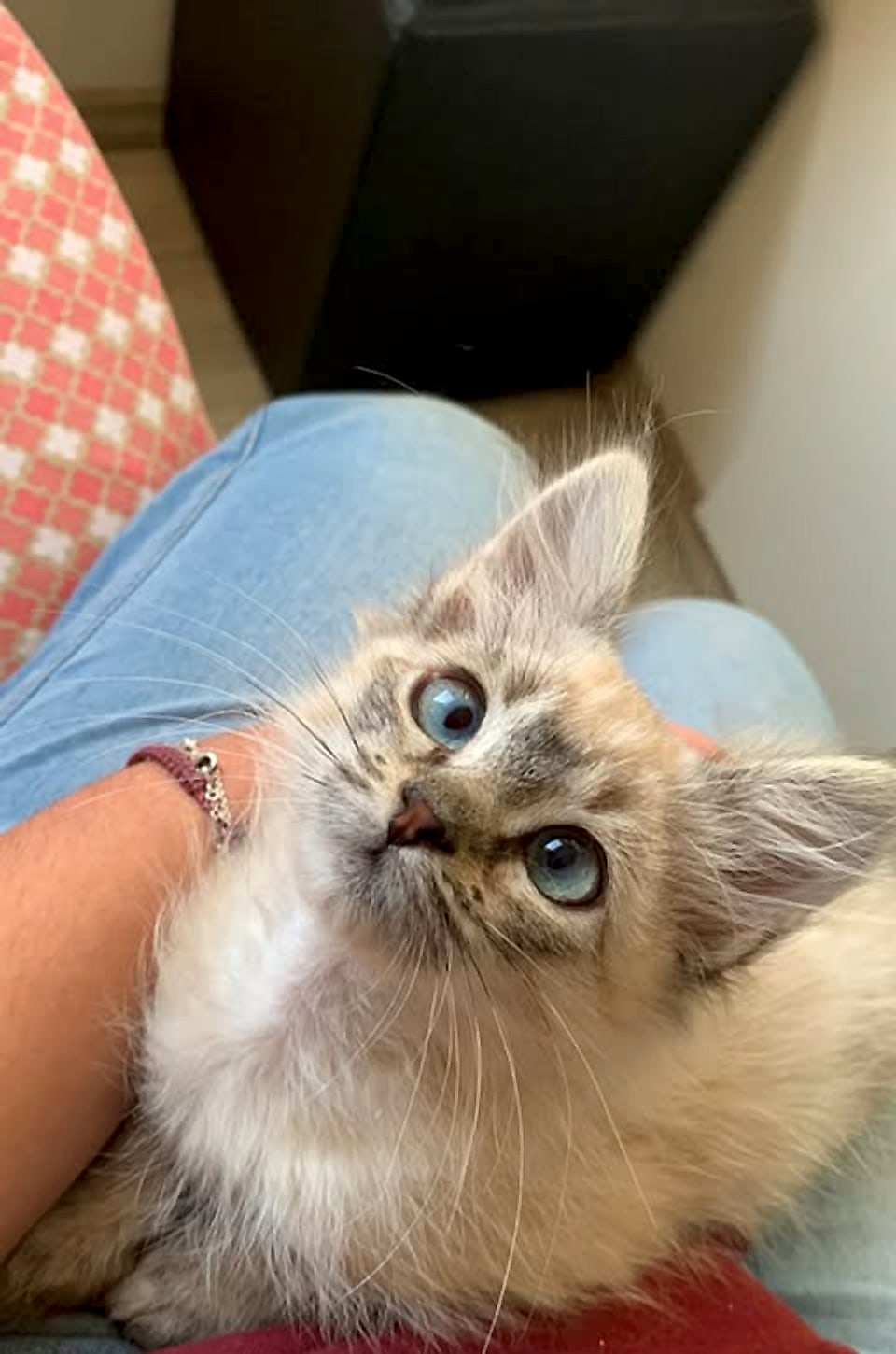 A gatinha Olga
