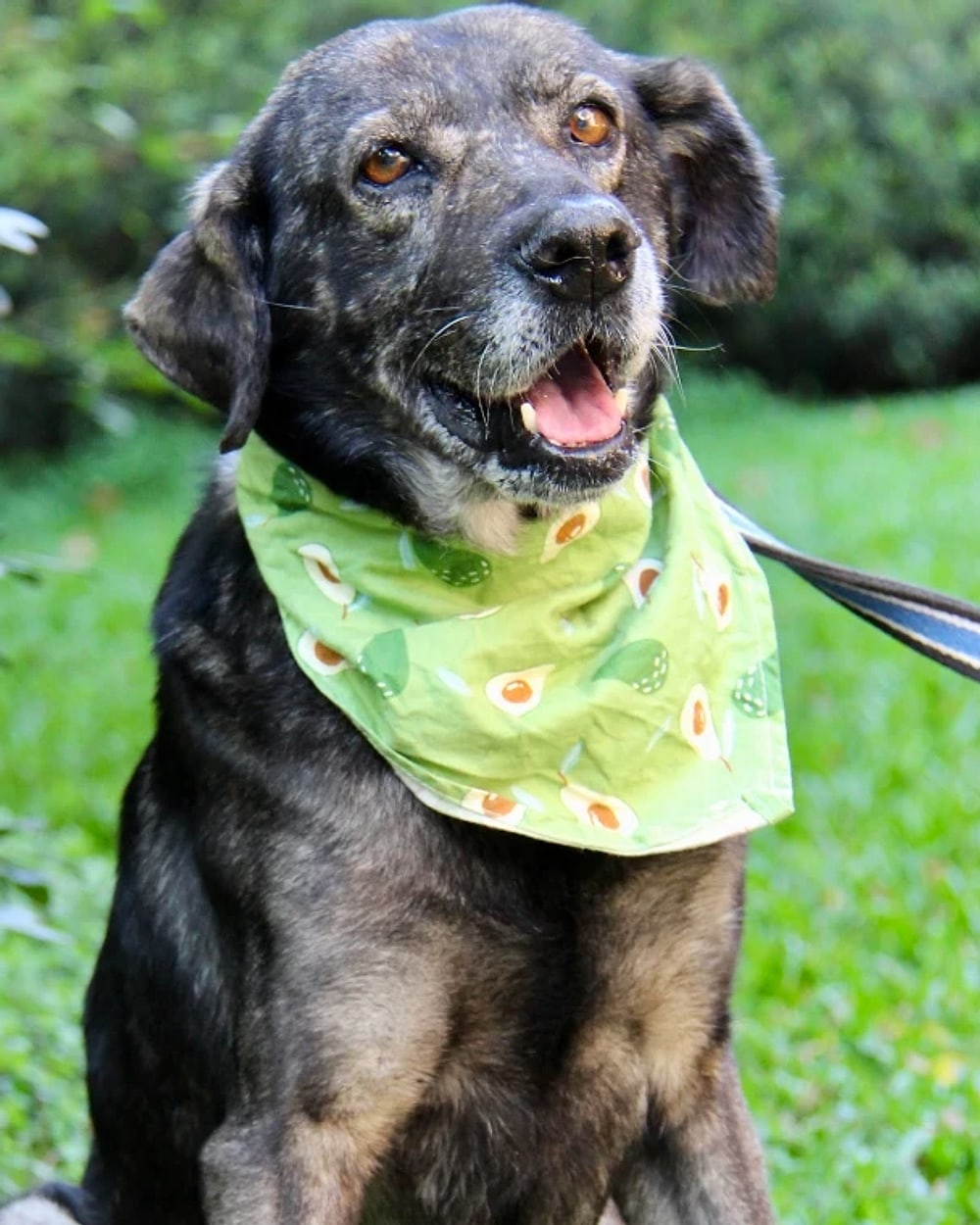 Bobby, o veterano da Me Adota SP, com bandana verde