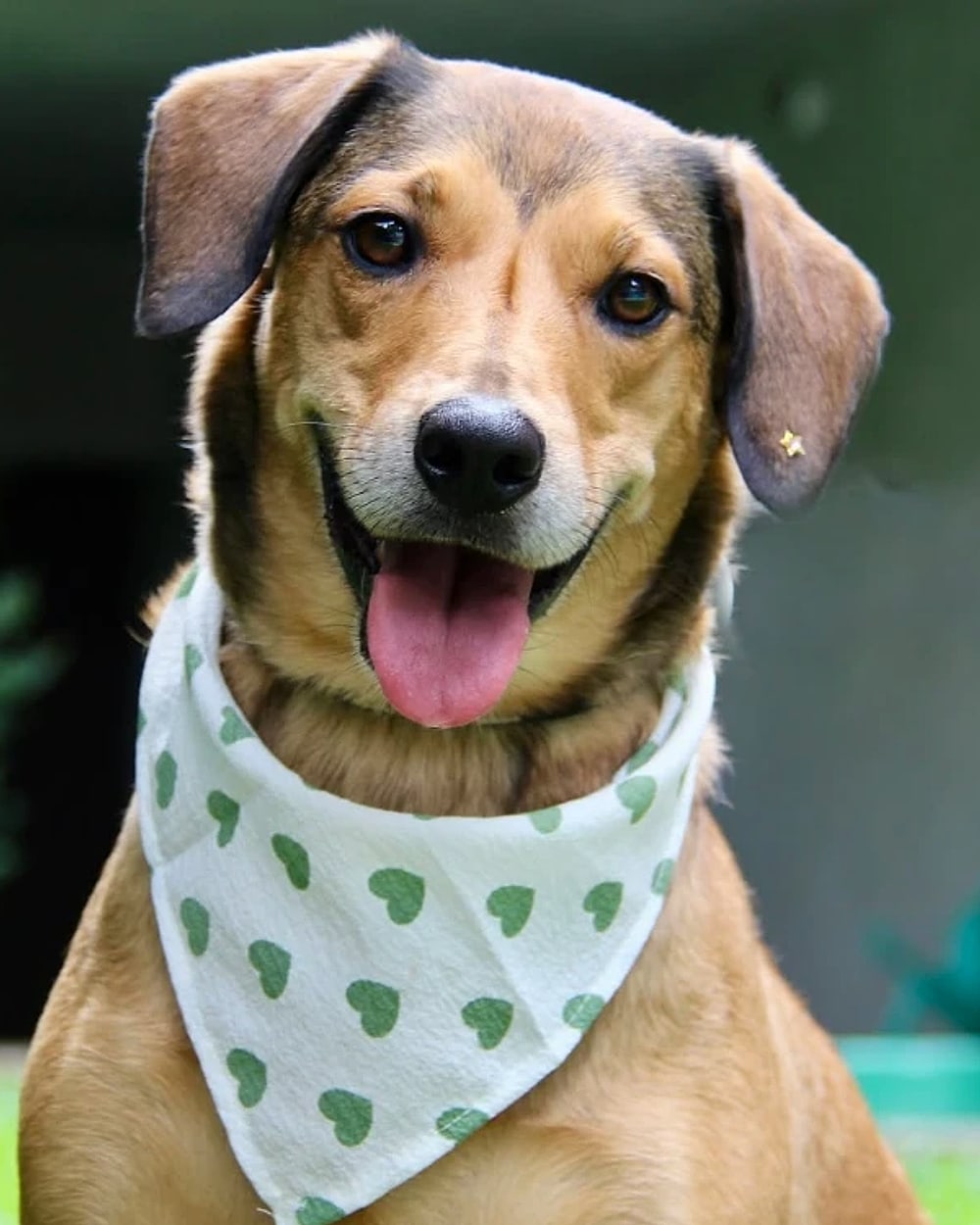 Elis, cachorra resgatada com bandana de corações